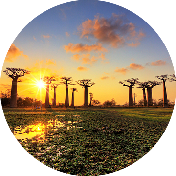 Allée des baobabs zonsondergang van Dennis van de Water