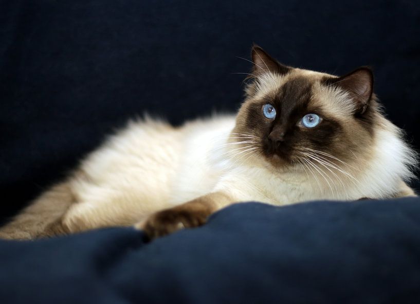 Ragdoll Storm of Furocats by Corry Husada-Ghesquiere