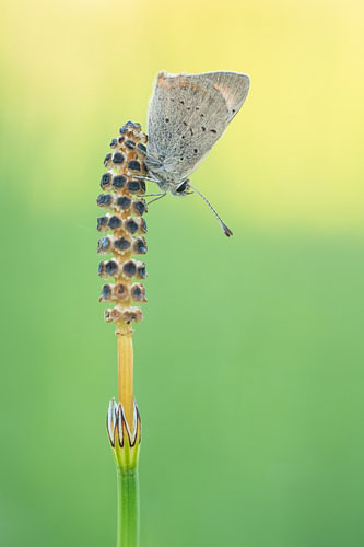 Vlinder