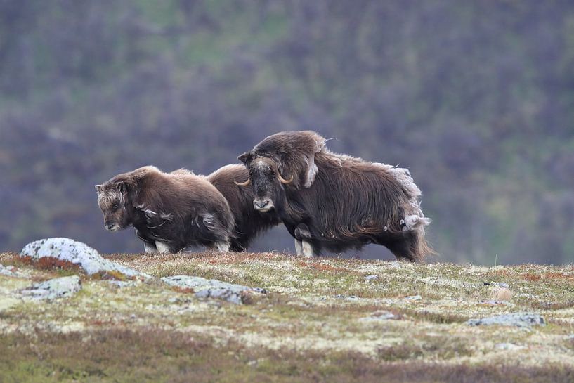 Musk Ox Dovrefjell, Norway by Frank Fichtmüller