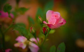 autumn rose by Rene van Heerdt