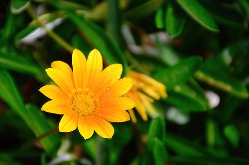 Gazania, also called Treasure flower