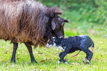 Bruin schaap likt net geboren zwart lam met navelstreng van Ben Schonewille