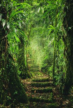 Jungle Stairs by Nicklas Gustafsson