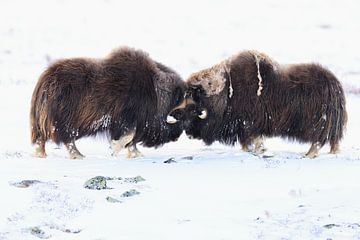 Musk ox bulls measure their strength in winter in Dovrefjell-Sun