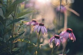 Blumen Teil 174 von Tania Perneel