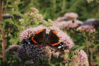 Le papillon Atalanta