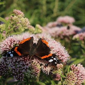 Le papillon Atalanta sur Rosalie Broerze