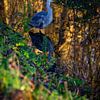 A Blue Heron with mirror image in the ditch by FotoGraaG Hanneke