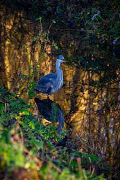 A Blue Heron with mirror image in the ditch