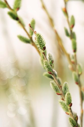 Nature photo of Willow Cats, diagonal in image.