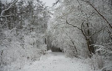 een bospad bedekt met een dik pak sneeuw van ChrisWillemsen