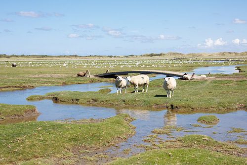 Schapen op de kwelder met hoog water - Natuurlijk Ameland