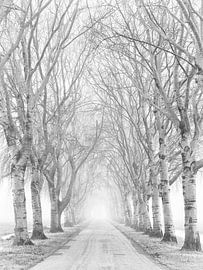 Route des polders brumeuse