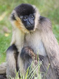 Witwanggibbon : Safaripark Beekse Bergen van Loek Lobel