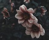 Magical image of a dreamy pink flower in the last light of day by Crystal Clear thumbnail
