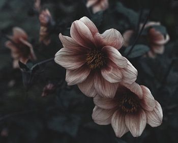 Magical image of a dreamy pink flower in the last light of day