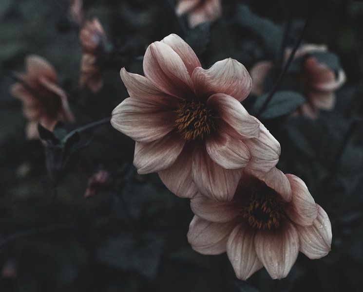 Magical image of a dreamy pink flower in the last light of day by Crystal Clear