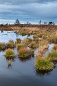 Hohes Venn / Hautes Fagnes.