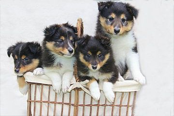 Sheltie pups van Elly Wille-Neuféglise