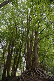 Hohe Bäume Soesterduinen von Annet