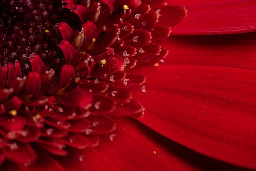 De rode Gerbera (macrofotografie)