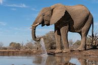 Olifant aan het drinken, Botswana van Ingrid Sanders thumbnail