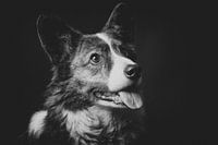 Chico de Corgi