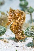 Aruban seahorse