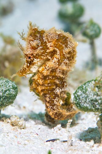 Hippocampe d'Aruba