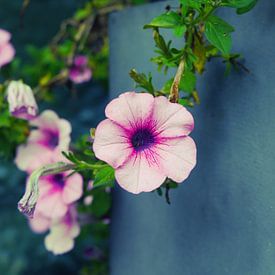 Roze Hangpetunia van UniQ Clicks