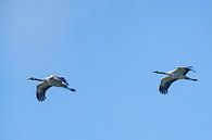 Kraanvogels vliegen in de lucht van Sjoerd van der Wal Fotografie thumbnail