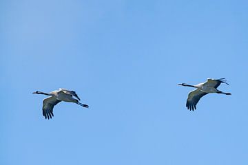 Crane birds or Common Cranes flying in mid air by Sjoerd van der Wal Photography