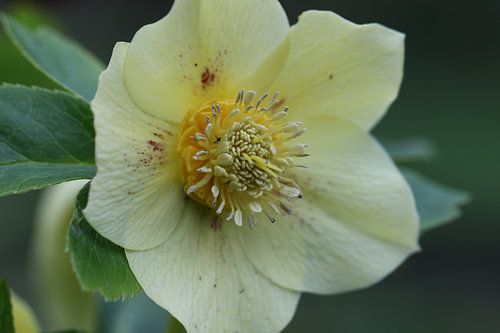Helleborus
