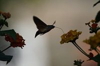 Papillon colibri