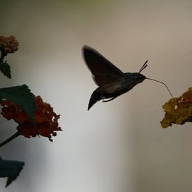 Kolibrie Vlinder van Hendrie