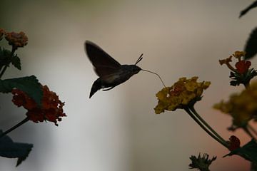 Kolibrie Vlinder van Hendrie
