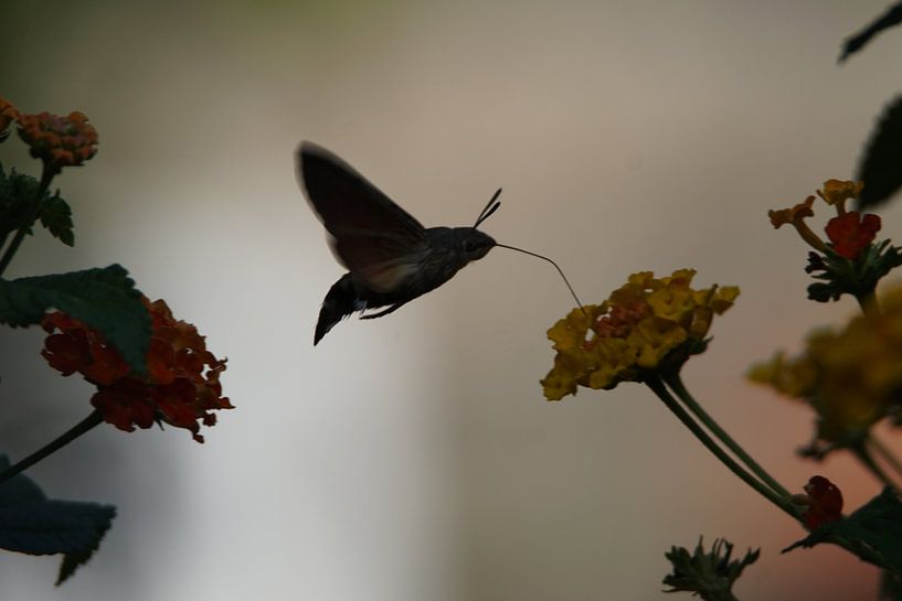 Hummingbird Butterfly by Hendrie