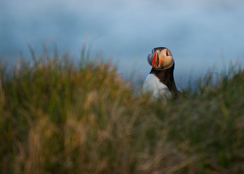 Puffin in het gras