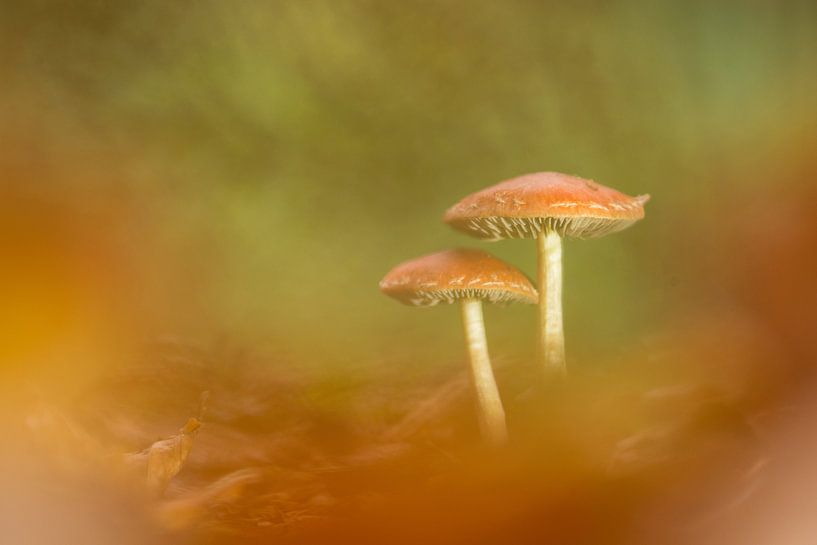 Padenstoeltjes by Elles Rijsdijk