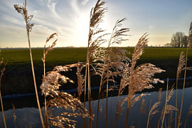 Goldene Schilfrispe von Erik Buitenhuis