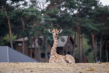 Klein girafje van Ghislaine de Jong
