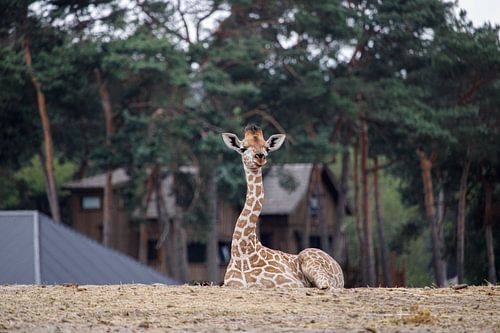 Petite girafe