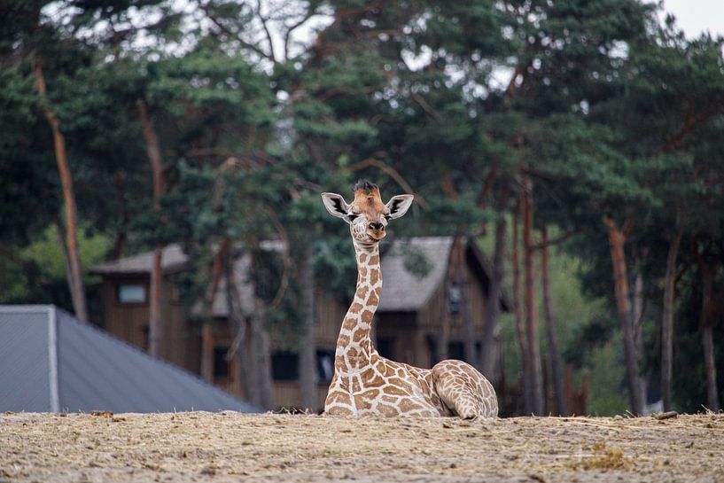 Kleine Giraffe von Ghislaine de Jong