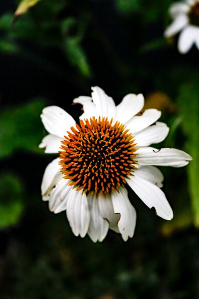 Flower by Ghislaine de Jong