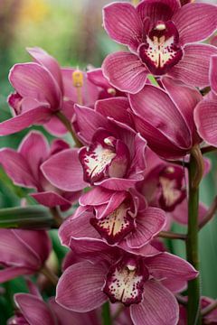 orchidée sur Laura Vollering