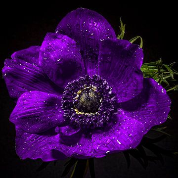 Purple anemone by Inkhere Art