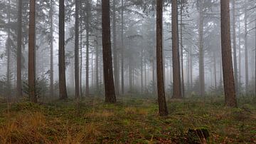 Mystieke sfeer in het bos door de mist van Jan van der Vlies
