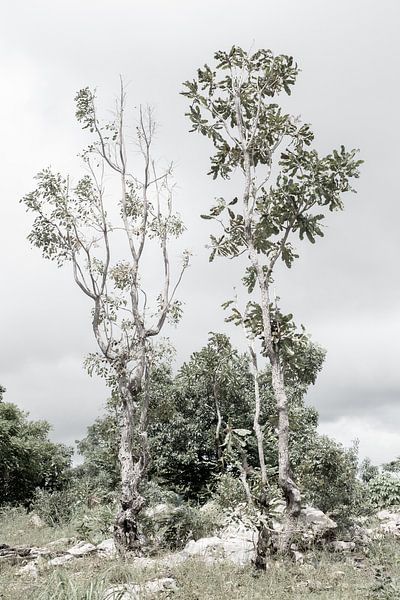 Bomen in de natuur in West-Afrika | Benin van Photolovers reisfotografie