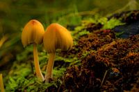 Paddenstoelen